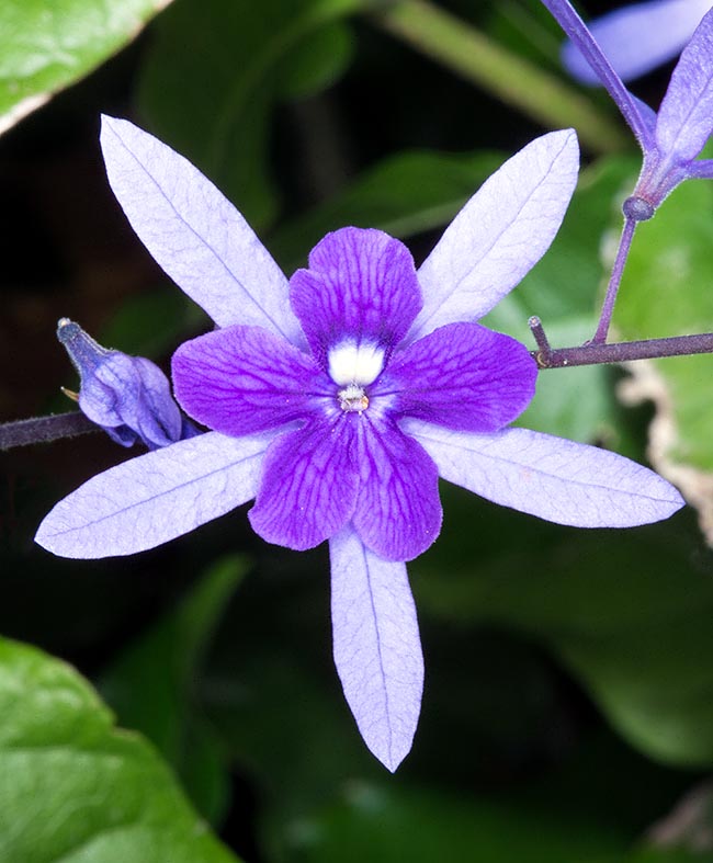 Verbenaceae, Petrea volubilis