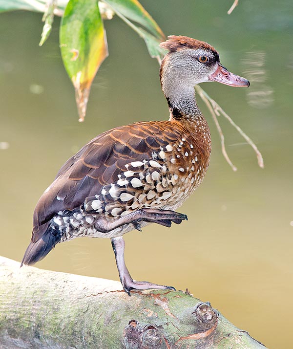 There are 176 species belonging to the order of the Anseriformes. Here a Dendrocygna guttata, part of the so-called whistling ducks group, due to their vocalizations recalling the warblers © Giuseppe Mazza