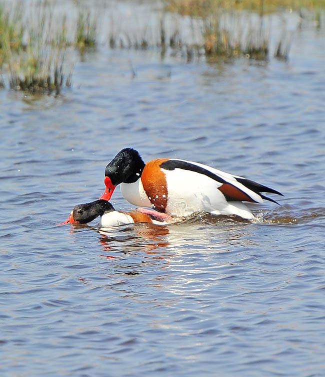 Piume insolite e variopinte ma anche vistose escrescenze carnose sul becco come per questa Tadorna tadorna. Gli accoppiamenti avvengono per lo più in acqua, con femmine in posizioni appiattite per invitare il partner © Colombo