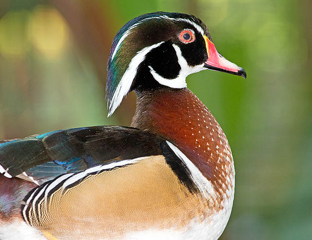 Being often seasonal pair bonds, to avoid misunderstandings and hybridizations, the anatids have the largest number of species with clear sexual dimorphism, like this Aix sponsa male of North America © Giuseppe Mazza