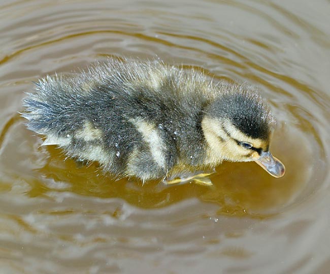 Chicks, here a jaunty Anas platyrhynchos, swim since the first hours of life © Giuseppe Mazza