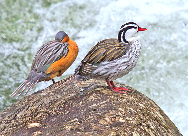 Some ducks even defy the very turbulent waters, like this Merganetta armata pair at home in the Andean streams © Dustin Huntington