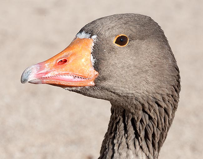 The bill, usually spatulate in the ducks and conical in geese and swans, is at times indented for crushing the vegetables. To note also the fleshy tongues covered by horny projections similar to spines for filtering water © Giuseppe Mazza