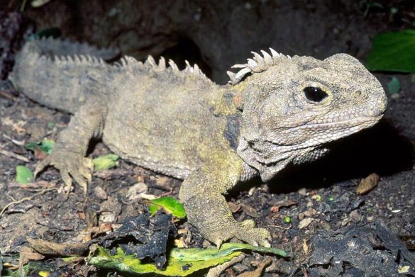 Rhynchocephalia Monaco Nature Encyclopedia