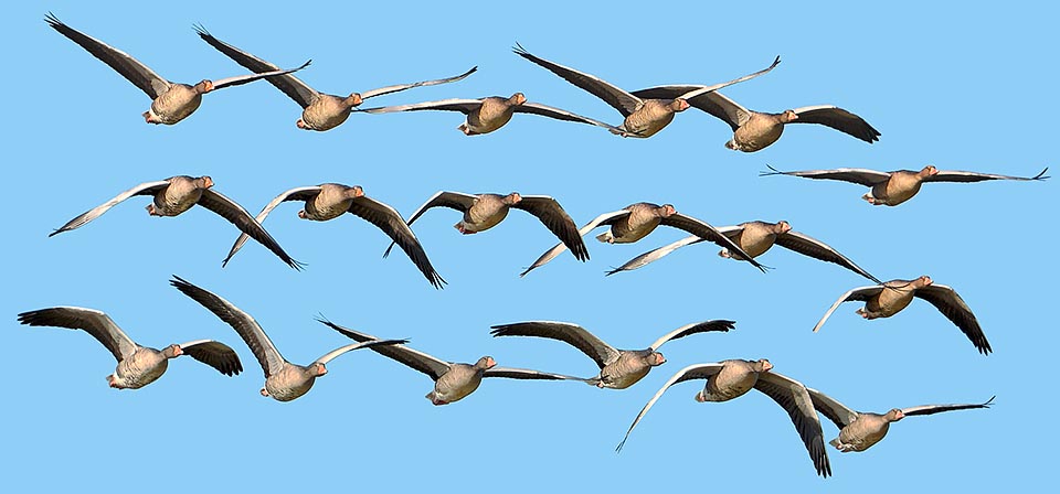 They are often gregarious animals and great flyers, like the Anser anser. Anier indicus, very close relative, makes incredible migrations flying at 9000 m of altitude © Gianfranco Colombo