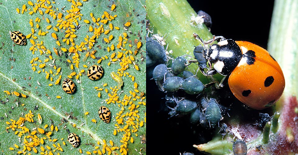 All bad? No! Some are good for gardens, as Carabus violaceus who attacks snails and slugs, or the ladybugs who eagerly devour aphids when larvae and also when adults. Left, banquet of tropical ladybugs, right a Coccinella septempunctata eating its prey