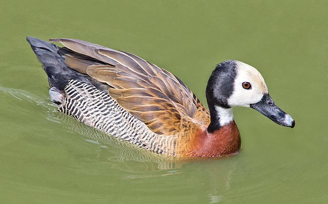 Una graziosa Dendrocygna viduata. In questo genere il collo e le zampe sono lunghe, la postura verticale, con andatura elegante e ben staccata dal suolo. All'opposto dei kaimichi comunica con un fischiettio melodioso © Giuseppe Mazza