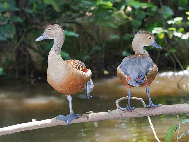 The dendrocygnas, called also whistling or tree ducks, often love, like the Dendrocygna javanica, to rest on trees branches along streams for disappearing from predators and calmly observe the environment © Giuseppe Mazza