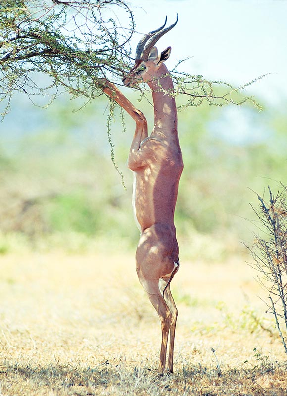 Un Litocranius walleri mentre bruca in posizione acrobatica © Giuseppe Mazza
