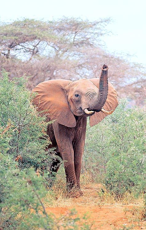 I barriti emessi con la proboscide sono tipici di ogni Loxodonta africana © G. Mazza