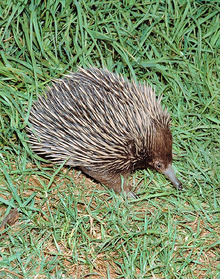 Tachyglossus aculeatus looks like a hedgehog but lays eggs © Giuseppe Mazza