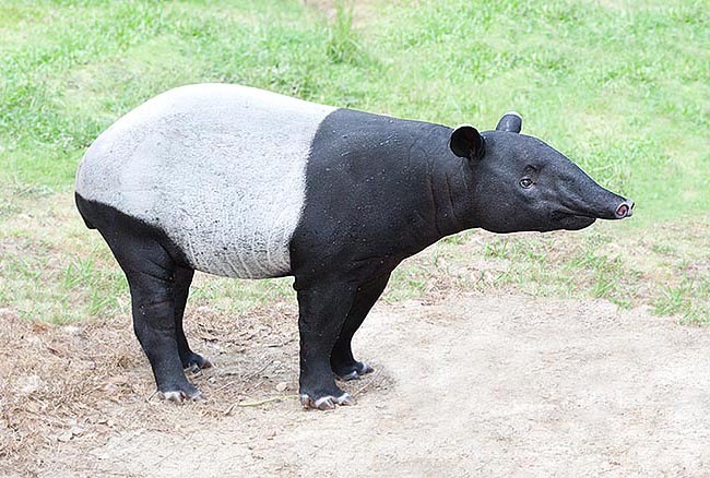 Apart the nose appendix, this Tapirus indicus doesn't differ much from horse's ancestors © Giuseppe Mazza
