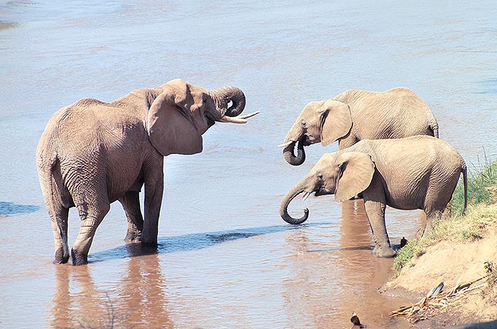 A sorsate di 9 litri, un elefante africano beve da 90 a 200 litri d'acqua al giorno © Giuseppe Mazza
