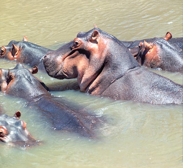 Also hippos are artiodactyls but after some they are related to cetaceans © Giuseppe Mazza