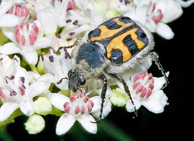 Anche il Trichius fasciatus, appartenente alla stessa famiglia degli Scarabaeidae, non risparmia i giardini © Mazza