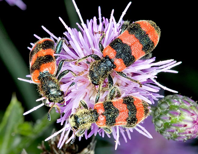 Gli adulti contribuiscono all'impollinazione, ma larve del Trichodes apiarius distruggono i favi nelle arnie © Mazza