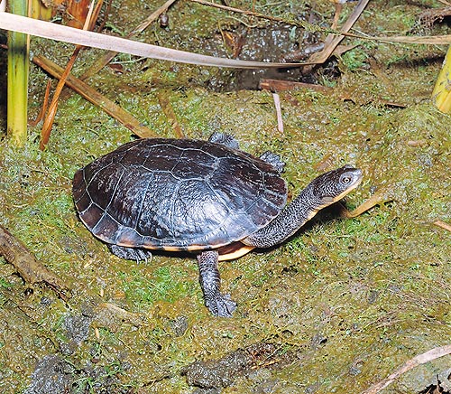 La Testuggine collo di serpente (Chelodina longicollis) vive in Australia © G. Mazza