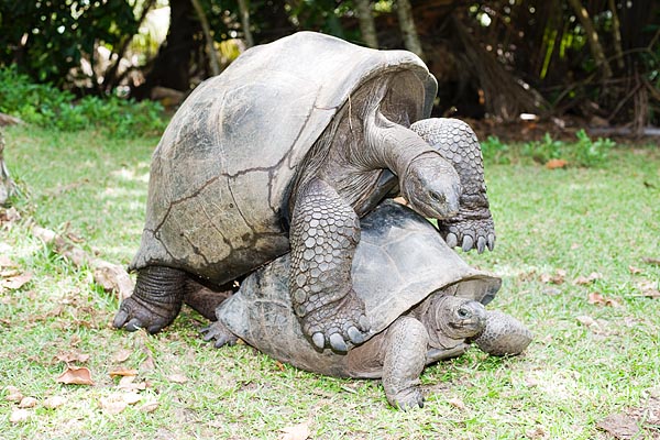 Dipsochelys elephantina. The concave plastron of the male immobilizes the refractory females © Mazza