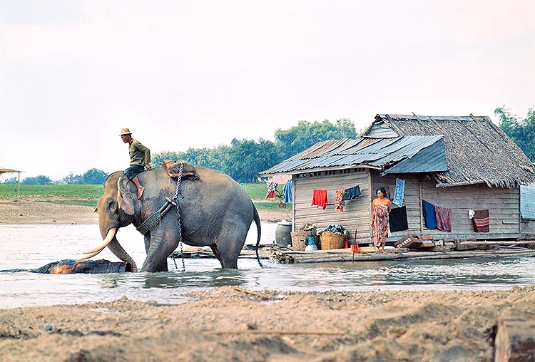 L'Elephas maximus, più docile, è abituato a vivere con l'uomo. Qui trascina tronchi e la casa galleggiante del padrone © G. Mazza