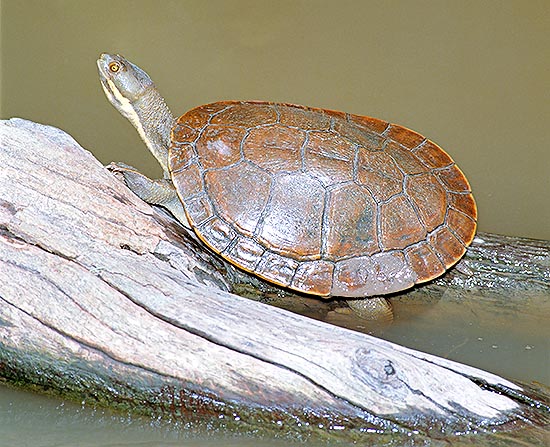 L’ Emydura macquarii è un raro Chelidae australiano endemico del Bellinger River © G. Mazza