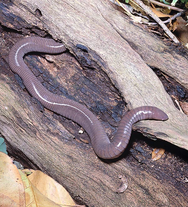 The Apoda are odd limbless amphibians, similar to small snakes or worms © Giuseppe Mazza