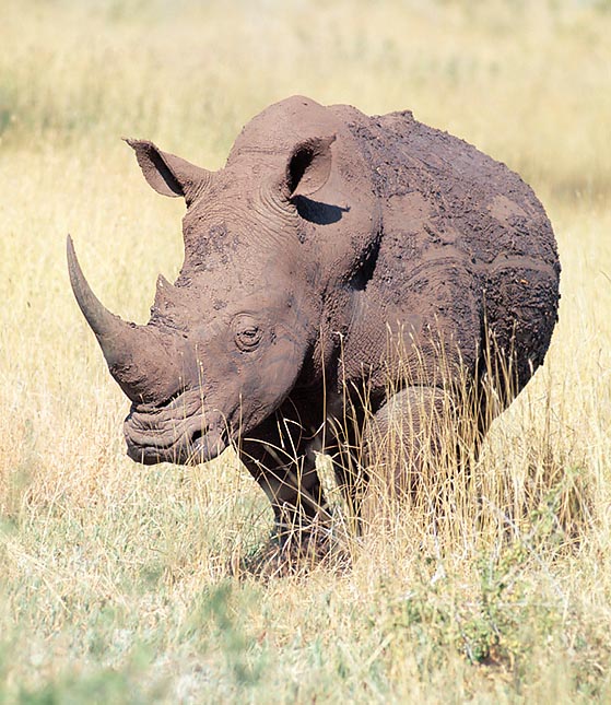 I rinoceronti, qui un Ceratotherium simum, hanno invece massicci arti colonnari a 3 dita © G. Mazza