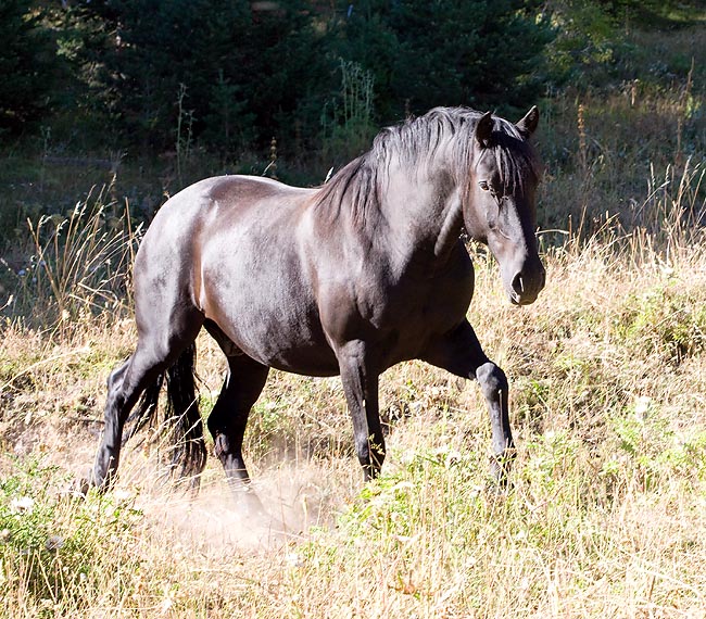 Il Cavallo (Equus caballus) è oggi il più nobile rappresentante dei Perissodactyla © Giuseppe Mazza