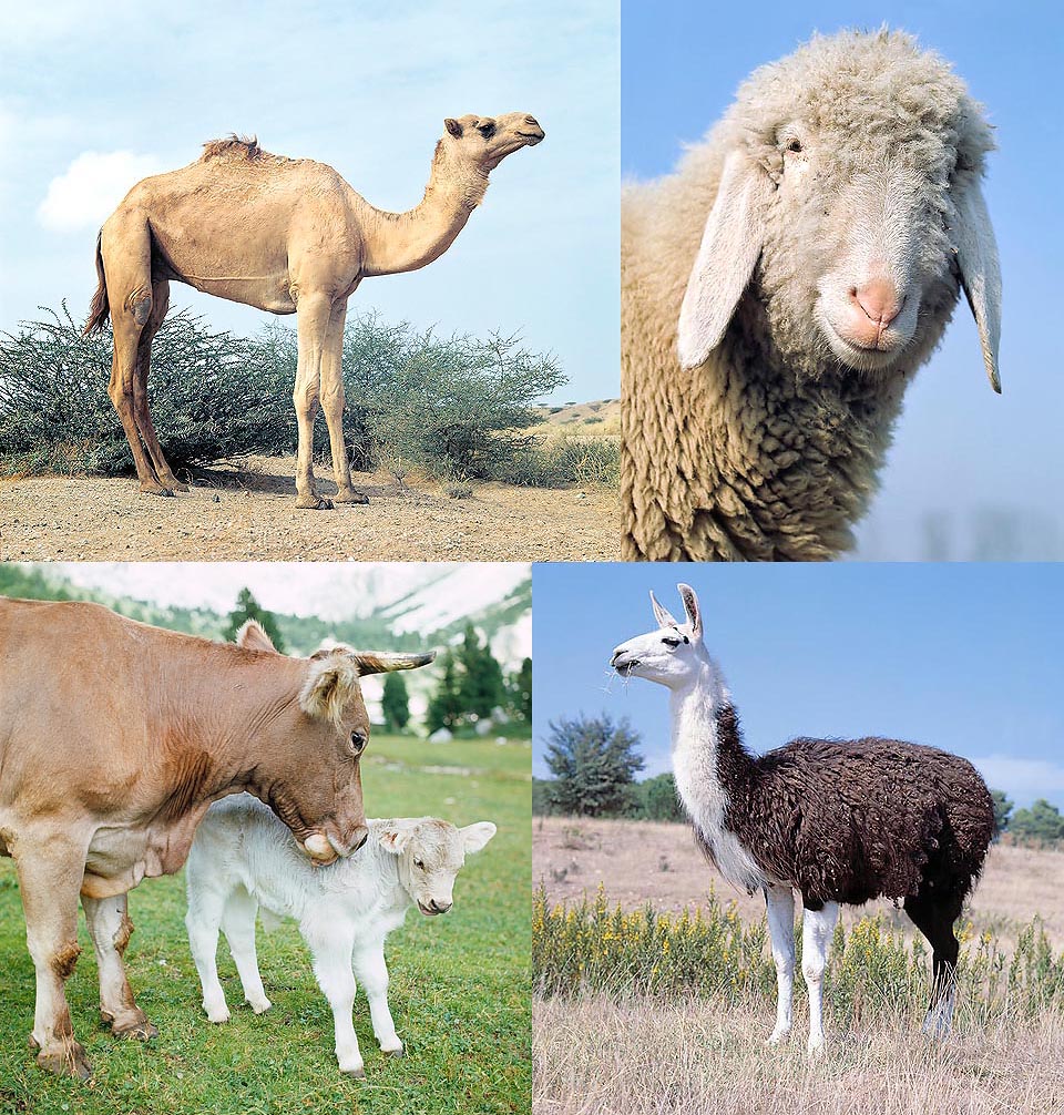 Dromedary (Camelus dromedarius), Sheep (Ovis aries), Cow (Bos taurus) and Llama (Lama guanicoe) had an important role in man's history © Giuseppe Mazza