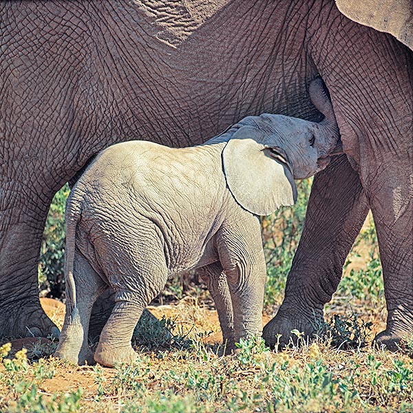 Il momento della poppata. Il latte degli elefanti è molto ricco di grassi e proteine © Giuseppe Mazza
