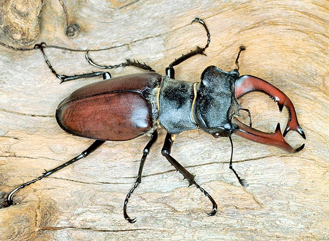 In some species, like Lucanus cervus, the jaws become horns for males fights © Giuseppe Mazza