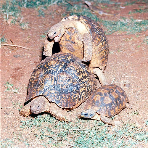 Giochelone pardalis. For many, tortoises are symbol of sexual power © Giuseppe Mazza