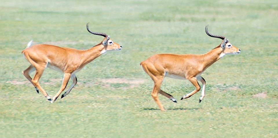 Kobus kob thomasi. Per la particolare conformazione dell'astragalo gli Artiodactyla hanno una eccezionale ampiezza di movimenti negli arti posteriori © Giuseppe Mazza