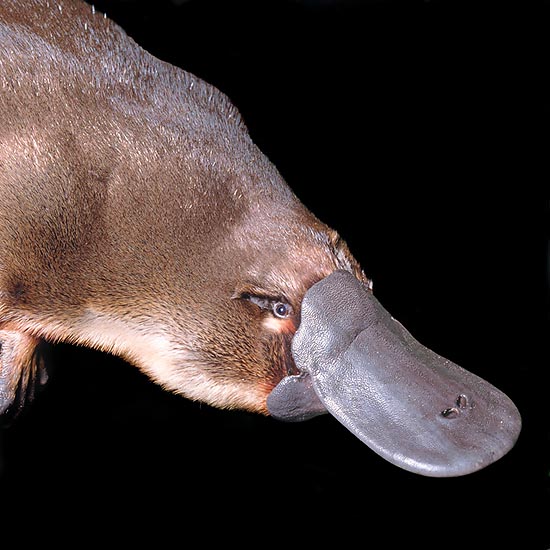 The Monotremes order includes the here shown platypus and the echidnae © Giuseppe Mazza