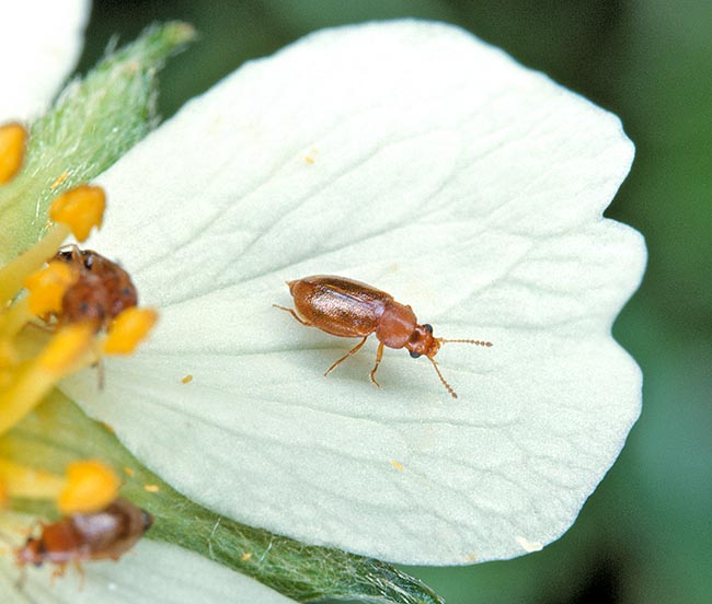 Coleopterans size can be 20 cm to 0,5 mm. Here a Cryptophagidae on a strawberry petal © Giuseppe Mazza