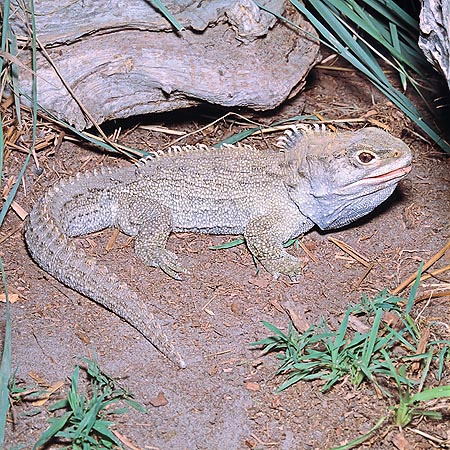 Il tuatara è l'unico rappresentante attuale dei Rhynchocephalia © G. Mazza