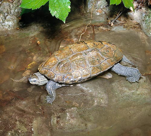 La Mauremys caspica è onnivora, frequente nei Balcani e Medio Oriente © Mazza