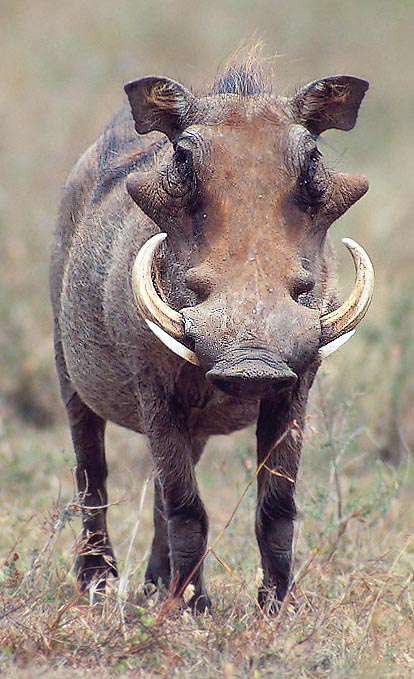 Teeth are also a weapon in the hippo and the warthog © Giuseppe Mazza
