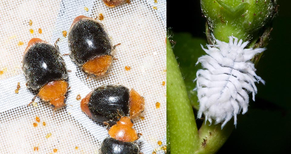 Not rarely adults and larvae have different look, as Cryptoleamus montrouzieri used for biologic war against mealybugs © Giuseppe Mazza