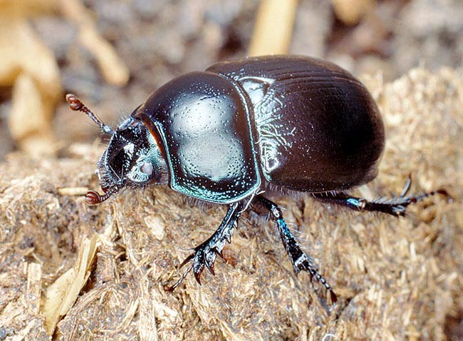 To feed larvae, Geotrupes stercorarius buries the eggs, digging, big balls of dung © Giuseppe Mazza