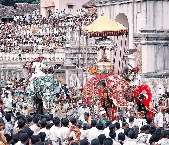Esala Perahera procession with harnessed Indian elephants in Sri Lanka © Giuseppe Mazza