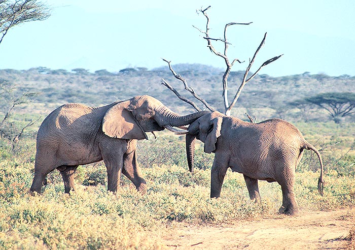 Quando, dopo tanto tempo, due elefanti s'incontrano si salutano e comunicano intrecciando zanne e probosciti © G. Mazza