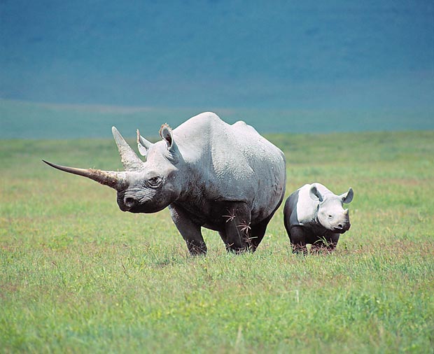 Un Diceros bicornis col piccolo. I rinoceronti, comuni in epoche passate, sono a rischio d'estinzione © G. Mazza