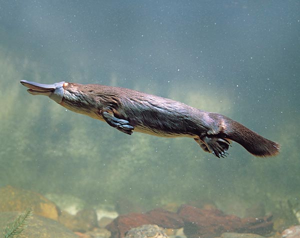 Un Ornithorhynchus anatinus maschio in nuoto. Si nota lo sperone velenoso © Giuseppe Mazza