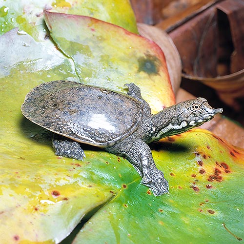 Il Trionyx sinensis tuberculatus è frequente nella Cina centrale e Taiwan © G. Mazza