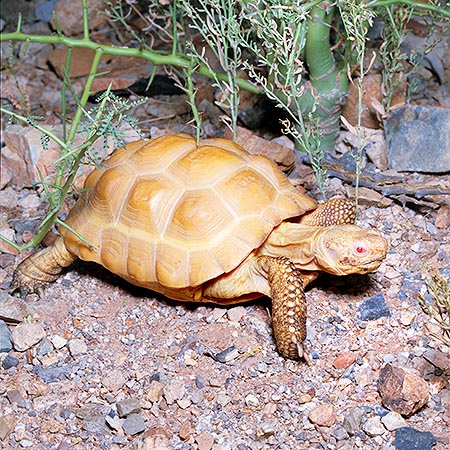 An albino Gopherus agassizii in the Arizona desert © Giuseppe Mazza