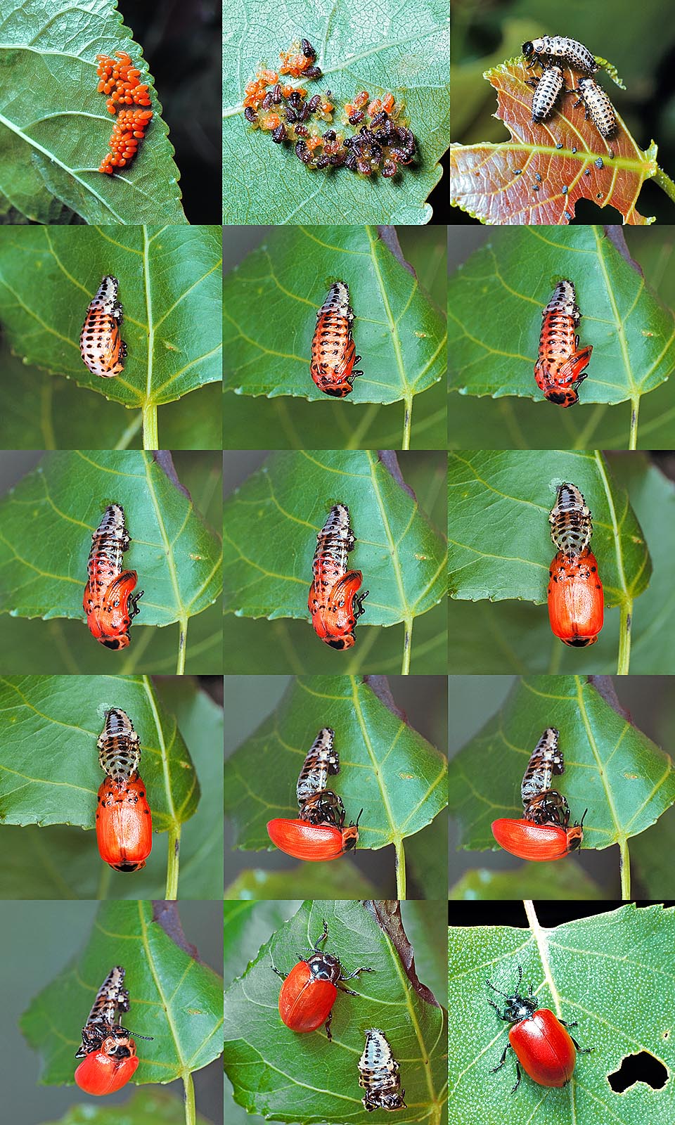 Uova, larve e schiusa di una ninfa di Melasoma populi. Tutti i coleotteri passano attraverso queste fasi, tolti i membri della famiglia dei Meloidae che presentano altri stadi © Giuseppe Mazza