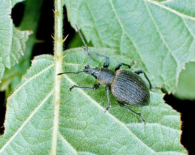 Otiorhynchus sulcatus, a night curculionid, eats leaves, whilst larvae attack roots © Giuseppe Mazza