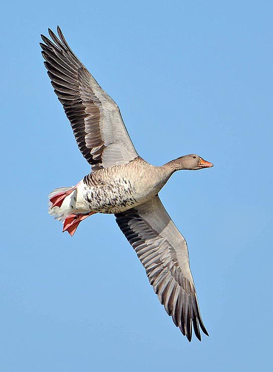 A splendid flying Wild goose (Anser anser). The anseriforms are very interesting birds, wonderful to observe in nature, still now important for human alimentation © Colombo