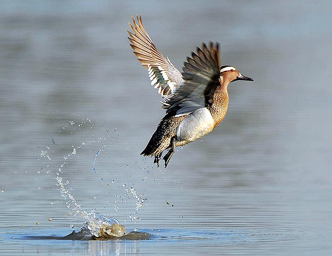 Takeoffs and landings are often demanding and for many species occur only in water © Gianfranco Colombo