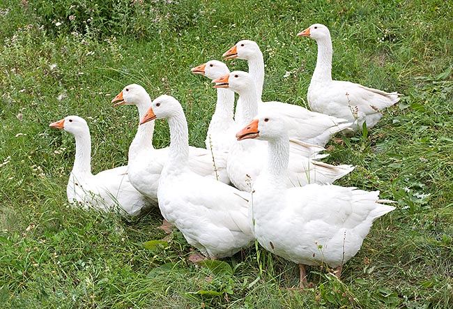 Apart ducks, the geese bred with many races in the world, come all from the Anser anser and the Anser cygnoides © Giuseppe Mazza